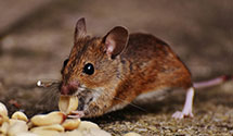 24 Hour & Emergency Exterminators in Walsenburg, CO